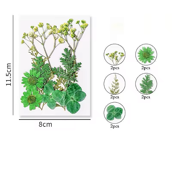 Flor Seca Verde Cartela
