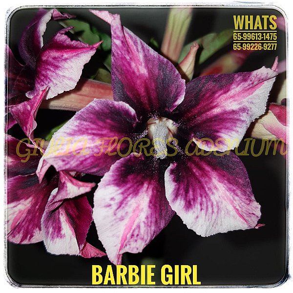 Rosa do Deserto Enxerto Barbie Girl Perfumada - Giulia Flores Rosas Do  Deserto Enxerto Mudas Sementes Substratos