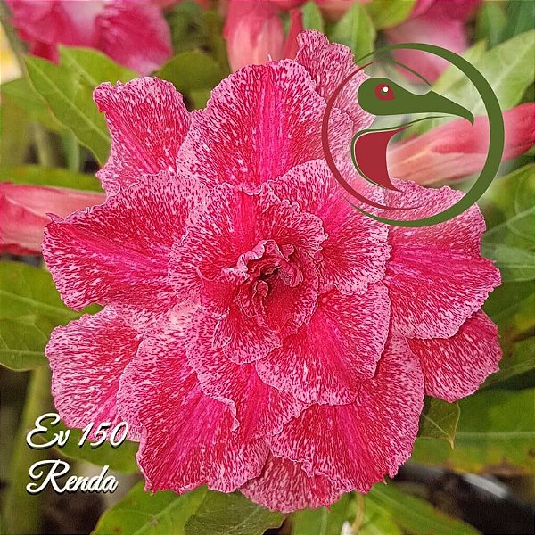 Rosa do Deserto Enxerto Renda EV-150 - Giulia Flores Rosas Do Deserto  Enxerto Mudas Sementes Substratos