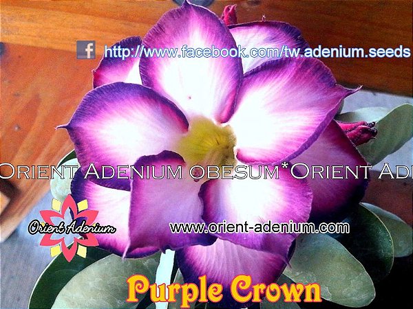 Rosa do Deserto Enxerto Purple Crown