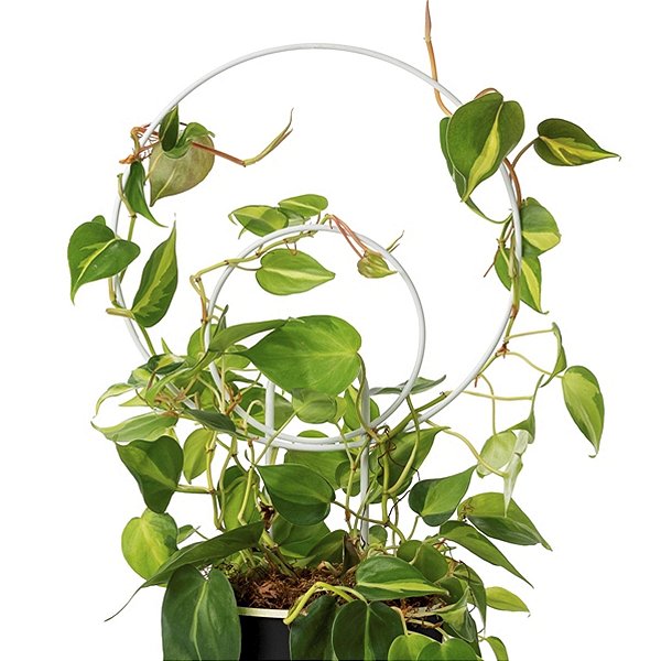 Suporte Haste Tutor Raiz Urban Arco 50cm para Apoiar Plantas Flores