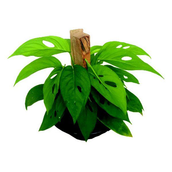 Monstera Adansonii