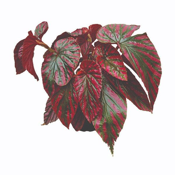 Begônia Brevirimosa - Pote 15