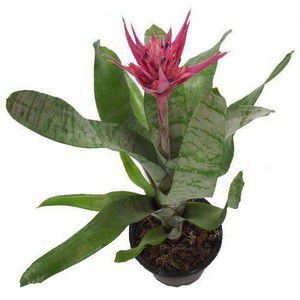 Bromélia Aequimea Rosa - Pote 17 cm