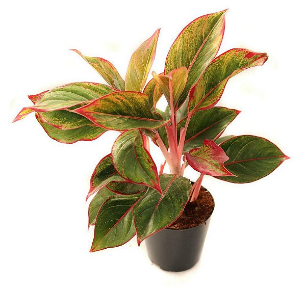 Aglaonema Creta - Pote 12