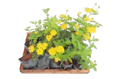 Lantana Amarela - Caixa com 15 unidades