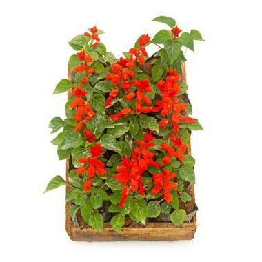 Salvia Anã