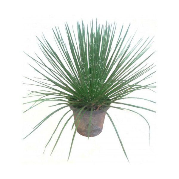 Agave Palito