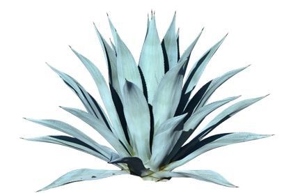 Agave Americana ou Agave Azul - 0,30cm a 0,50cm