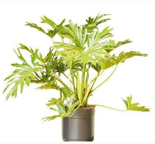 Philodendron Costelinha / Guaimbê