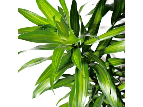 Pleomele Limão