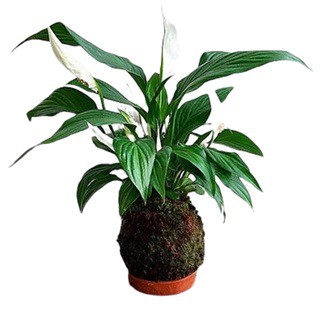 Kokedama Lírio da Paz