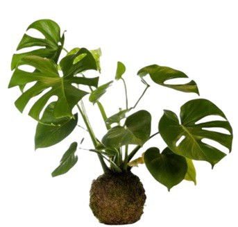 Kokedama Costela de Adão