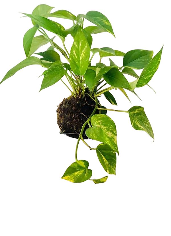 Kokedama Jiboia