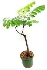 Flamboyant Vermelho - Muda 1,60 a 2,00 metros