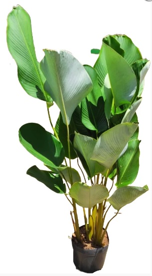 Maranta Charuto
