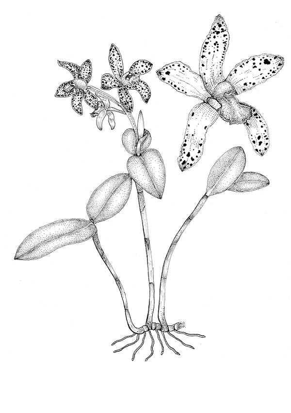 [Obra Original] Orquídea - Cattleya guttata