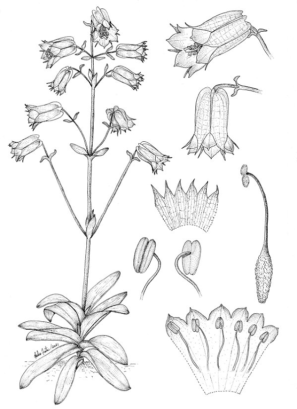 [Obra Original] Prepusa viridiflora