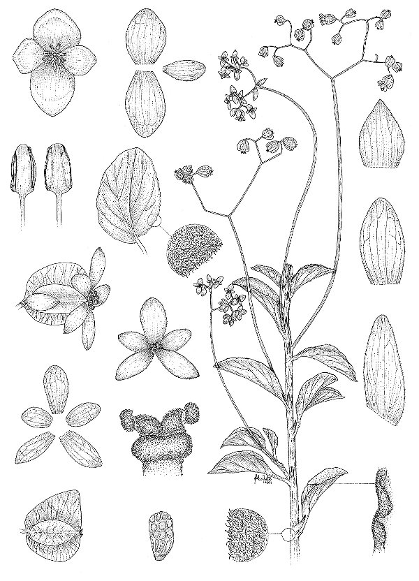 [Obra Original] Begonia piranga L. Kollmann & Gonella