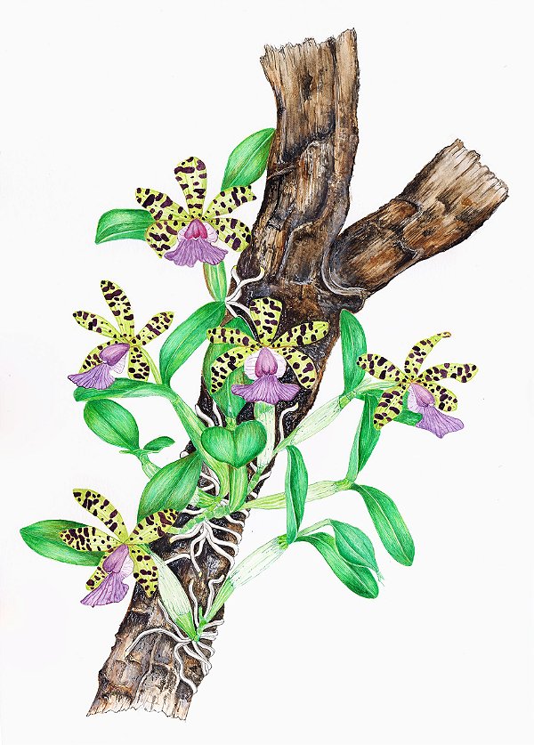 [Obra Original] Cattleya aclandiae