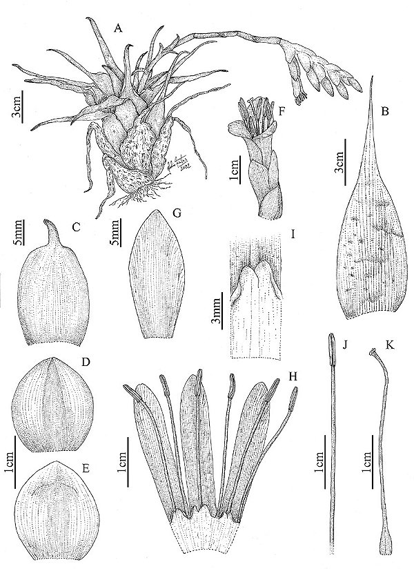 [Obra Original] Stigmatodon enigmaticus D.R. Couto, Gonella & A.F. Costa