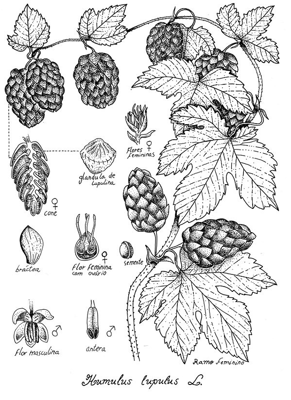 [Obra Original] Lúpulo - Humulus lupus