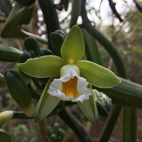 Orquídea Baunilha do Cerrado-5 Estacas Para Mudas - FlorArte Itumbiara Goiás
