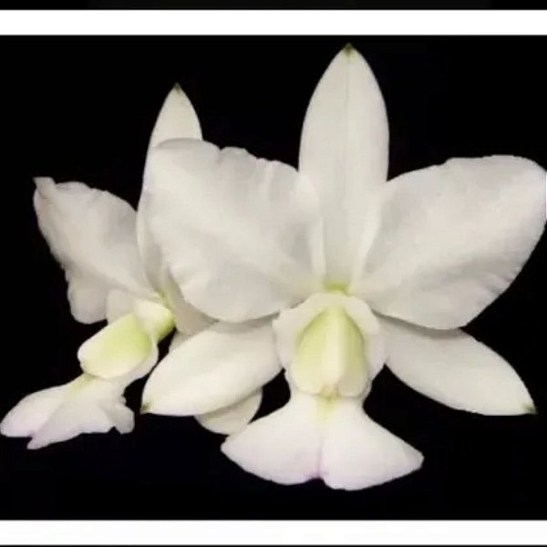 Orquídea Cattleya Walkeriana Tokio - FlorArte Itumbiara Goiás