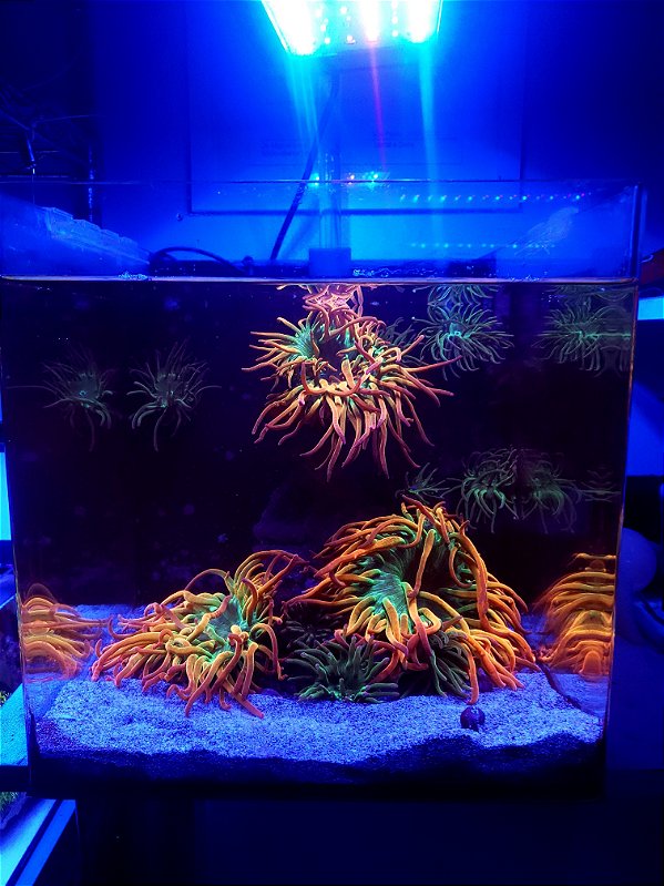 Luminária OceanTech Modelo Nour Plus Marine 220v Lumens 8876 Tamanho 120