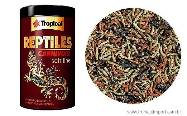 Soft Line Reptiles Carnivore Tropical
