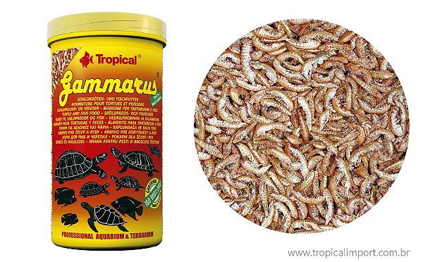 Tropical Gammarus