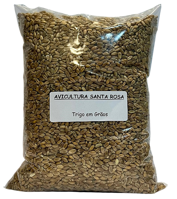 Trigo em Grãos
