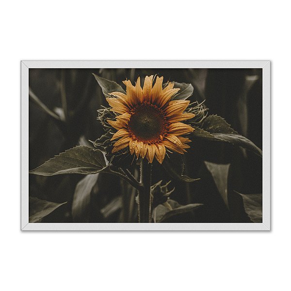 Quadro Decorativo Girassol Floral Flor Sépia