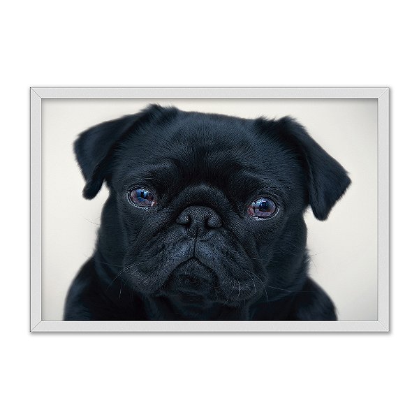Quadro Decorativo Cachorro Pug Preto