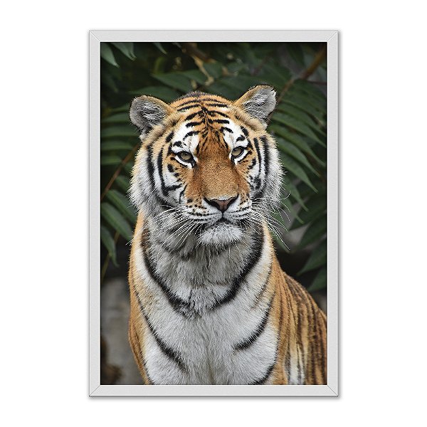 Quadro Decorativo Felino Tigre De Bengala
