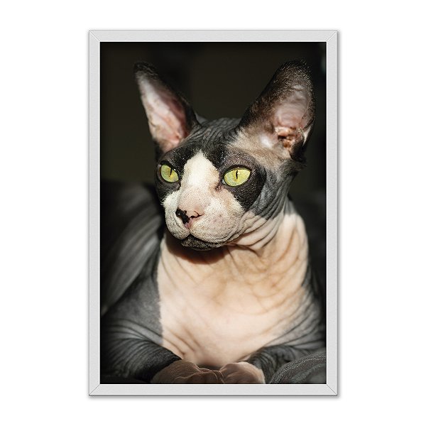 Quadro Decorativo Gato Sem Pelo Sphynx