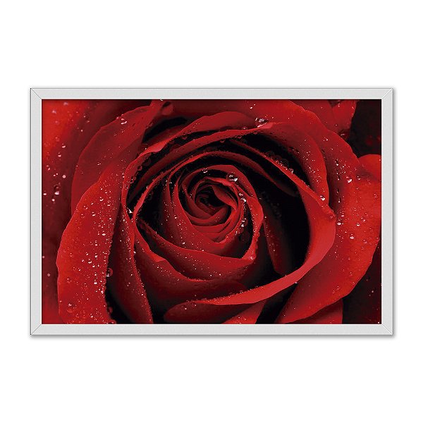 Quadro Decorativo Orvalho Numa Rosa Vermelha