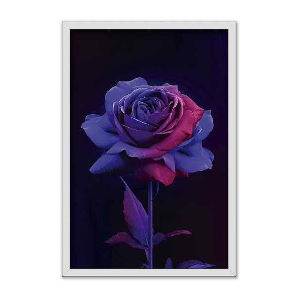 Quadro Decorativo Rosa Em Degradê De Rosa Para Roxo Fundo Preto