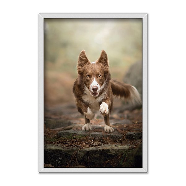 Quadro Decorativo Cachorro Border Collie Correndo
