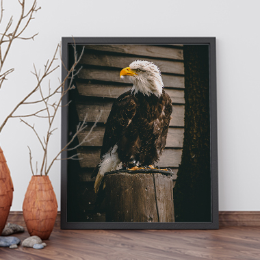 Quadro Decorativo Animais Águia