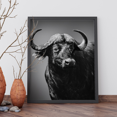 Quadro Decorativo Animais Búfalo PB