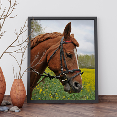 Quadro Decorativo Animais Cavalo