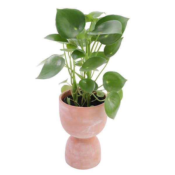 Peperomia Raindrop no Cachepot Terracota - Claratí Flores e Plantas |  Floricultura - Compre Flores Online