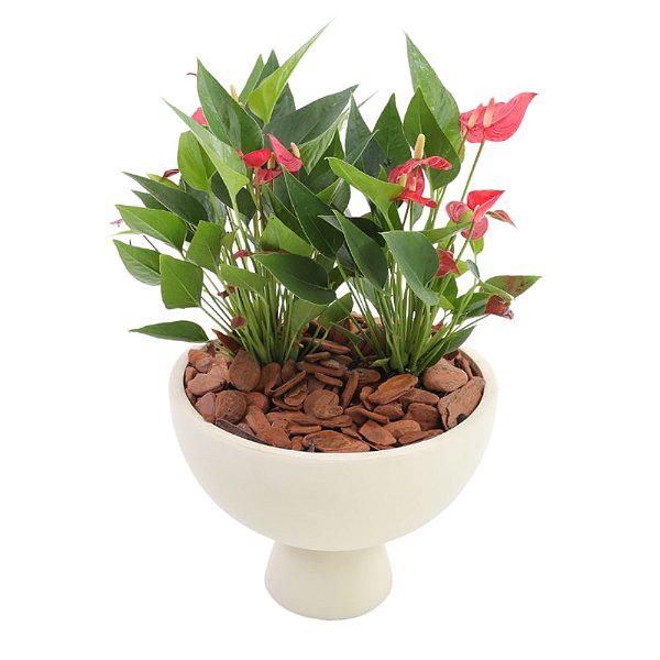 Antúrio Lily no Cachepot Branco - Claratí Flores e Plantas | Floricultura -  Compre Flores Online