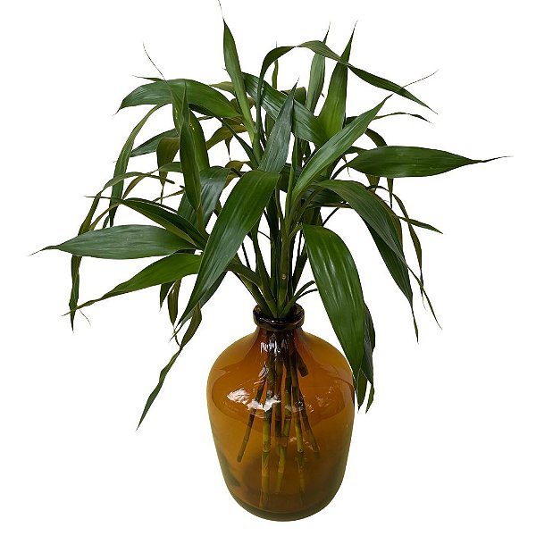 Bambú da Sorte no Vaso Âmbar G