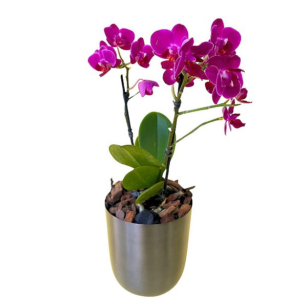 Orquídea no Vaso Chumbo