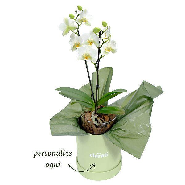 Orquídea Branca no Vaso