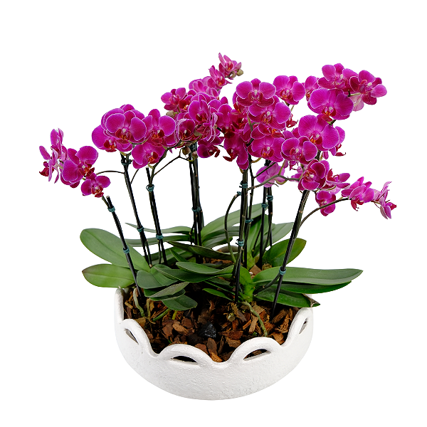 Orquídeas (Pink ou Branca) Vaso Branco