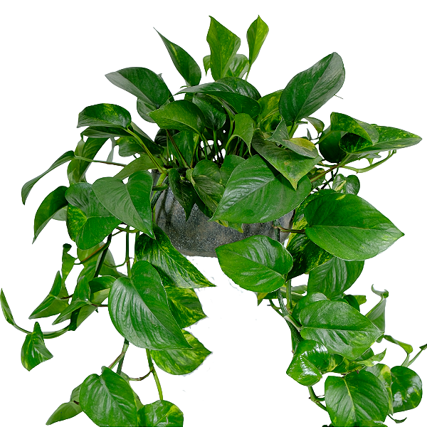 Jibóia no Vaso Chumbo