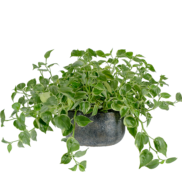 Peperomia no Vaso Chumbo
